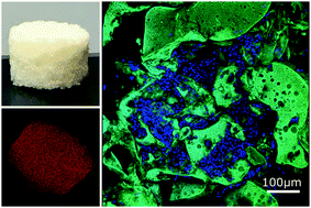 Graphical abstract: Liquid crystal elastomer foams with elastic properties specifically engineered as biodegradable brain tissue scaffolds