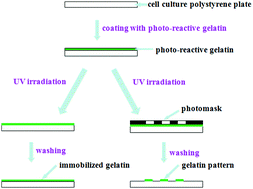 Graphical abstract: Fabrication of gelatin-micropatterned surface and its effect on osteogenic differentiation of hMSCs