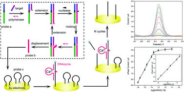 Graphical abstract: Ultrasensitive electrochemical detection of miRNA based on DNA strand displacement polymerization and Ca2+-dependent DNAzyme cleavage