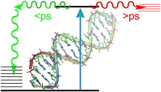 Graphical abstract: How nature covers its bases