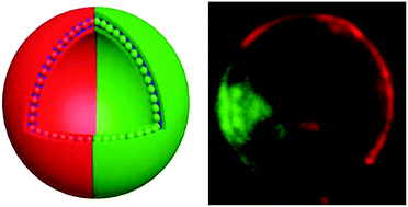 Graphical abstract: Janus quantum dot vesicles generated through membrane fusion