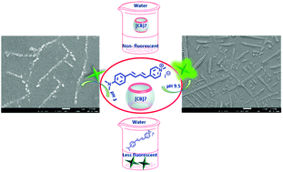 Graphical abstract: pH-responsive molecular assemblies of pyridylbutadiene derivative with cucurbit[7]uril