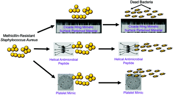 Graphical abstract: Biomimetic antimicrobial material strategies for combating antibiotic resistant bacteria