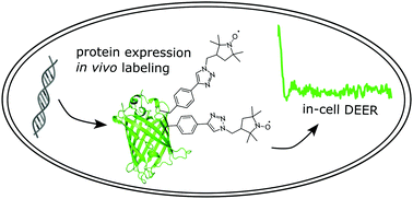 Graphical abstract: Combining site-directed spin labeling in vivo and in-cell EPR distance determination