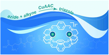 Graphical abstract: Evaluation of dicopper azacryptand complexes in aqueous CuAAC reactions and their tolerance toward biological thiols