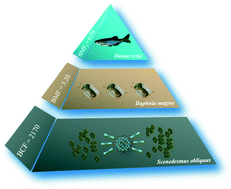 Graphical abstract: Trophic transfer and biomagnification of fullerenol nanoparticles in an aquatic food chain