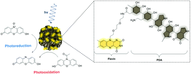 Graphical abstract: Enzyme-inspired flavin–polydopamine as a biocompatible nanoparticle photocatalyst