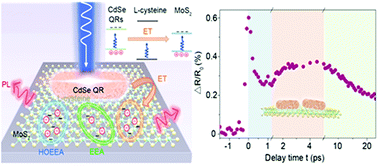 Graphical abstract: Photoluminescence enhancement of MoS2/CdSe quantum rod heterostructures induced by energy transfer and exciton–exciton annihilation suppression