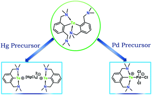 Graphical abstract: Reactivity of bis[{2,6-(dimethylamino)methyl}phenyl]telluride with Pd(ii) and Hg(ii): isolation of the first Pd(ii) complex of an organotellurenium cation as a ligand