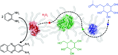 Graphical abstract: Tandem catalysis in multicomponent solvent-free biofluids