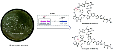 Graphical abstract: Isolation and structure determination of two new nosiheptide-type compounds provide insights into the function of the cytochrome P450 oxygenase NocV in nocathiacin biosynthesis