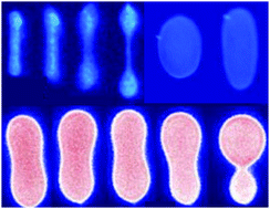 Graphical abstract: Conformational dynamics and phase behavior of lipid vesicles in a precisely controlled extensional flow