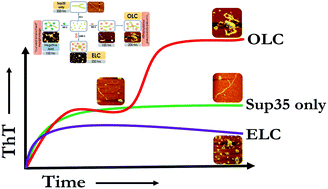 Graphical abstract: Membrane composition and lipid to protein ratio modulate amyloid kinetics of yeast prion protein