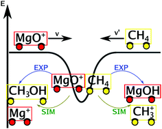 Graphical abstract: Thermal activation of methane by MgO+: temperature dependent kinetics, reactive molecular dynamics simulations and statistical modeling