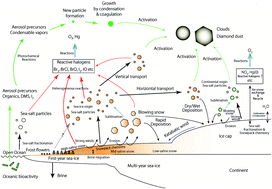 Graphical abstract: Atmospheric sea-salt and halogen cycles in the Antarctic