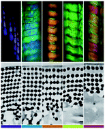 Graphical abstract: Biophotonics of diversely coloured peacock tail feathers