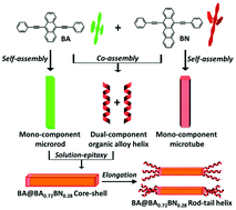 Graphical abstract: A combination of an organic alloy and a heterojunction towards a rod–tail helix architecture with dual-color-emitting properties