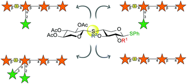 Graphical abstract: S-Glycosides: synthesis of S-linked arabinoxylan oligosaccharides