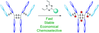 Graphical abstract: Efficient and selective antibody modification with functionalised divinyltriazines