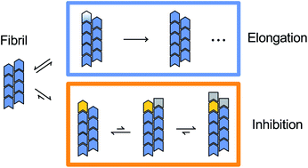 Graphical abstract: Inhibitor and substrate cooperate to inhibit amyloid fibril elongation of α-synuclein