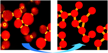 Graphical abstract: Connecting particle clustering and rheology in attractive particle networks