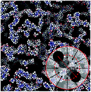 Graphical abstract: Phase mechanics of colloidal gels: osmotic pressure drives non-equilibrium phase separation