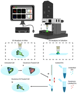 Graphical abstract: Molecular imaging of extracellular vesicles in vitro via Raman metabolic labelling