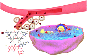 Graphical abstract: One-pot synthesis of acid-degradable polyphosphazene prodrugs for efficient tumor chemotherapy