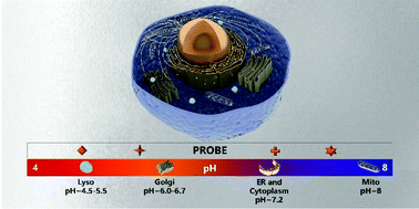 Graphical abstract: Recent progress of organic small molecule-based fluorescent probes for intracellular pH sensing