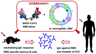 Graphical abstract: A COVID-19 vaccine candidate composed of the SARS-CoV-2 RBD dimer and Neisseria meningitidis outer membrane vesicles