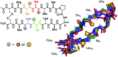 Graphical abstract: Structural impact of thioamide incorporation into a β-hairpin