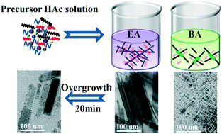 Graphical abstract: Green solvent assisted preparation of one-dimensional CsPbBr3 nanocrystals with a controllable morphology for cyan-emitting applications