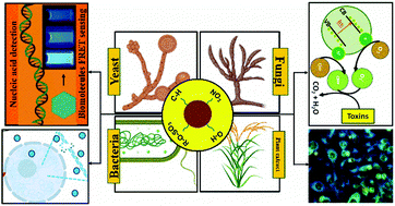 Graphical abstract: Current advances in bio-fabricated quantum dots emphasising the study of mechanisms to diversify their catalytic and biomedical applications