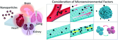 Graphical abstract: Effects of microenvironmental factors on assessing nanoparticle toxicity