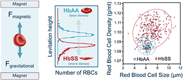 Graphical abstract: Size and density measurements of single sickle red blood cells using microfluidic magnetic levitation