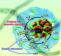 Graphical abstract: Restraining polysulfide shuttling by designing a dual adsorption structure of bismuth encapsulated into carbon nanotube cavity