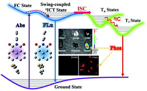 Graphical abstract: Achieving metal-free phosphorescence in dilute solutions for imaging hypoxia in cells and tumors