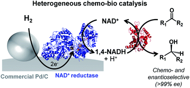 Graphical abstract: Chemo-bio catalysis using carbon supports: application in H2-driven cofactor recycling