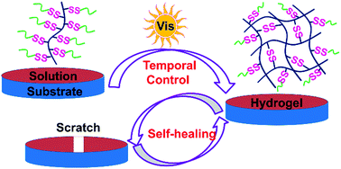 Graphical abstract: Visible light triggered controlled formation of rapidly self-healing hydrogels based on thiol–disulfide exchange