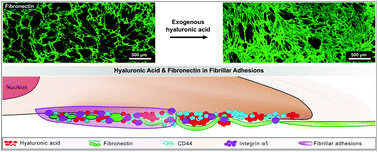 Graphical abstract: Hyaluronic acid drives mesenchymal stromal cell-derived extracellular matrix assembly by promoting fibronectin fibrillogenesis