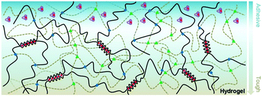 Graphical abstract: Gradient adhesion modification of polyacrylamide/alginate–calcium tough hydrogels