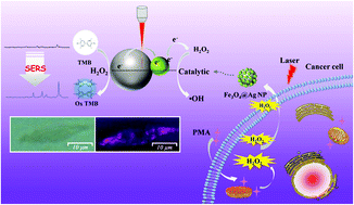 Graphical abstract: In situ SERS monitoring of intracellular H2O2 in single living cells based on label-free bifunctional Fe3O4@Ag nanoparticles