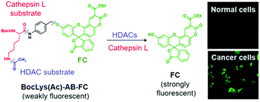 Graphical abstract: A fluorogenic probe targeting two spatially separated enzymes for selective imaging of cancer cells