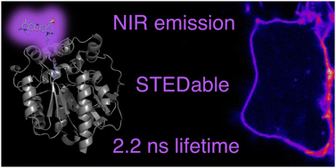 Graphical abstract: Enzyme self-label-bound ATTO700 in single-molecule and super-resolution microscopy