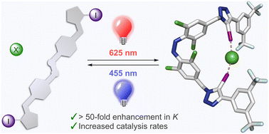 Graphical abstract: Photo-switchable anion binding and catalysis with a visible light responsive halogen bonding receptor