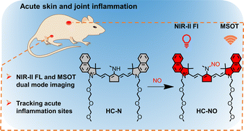 Graphical abstract: An NO-responsive probe for detecting acute inflammation using NIR-II fluorescence/optoacoustic imaging