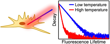 Graphical abstract: Single nanowire-based fluorescence lifetime thermometer for simultaneous measurement of intra- and extra-cellular temperatures