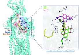 Graphical abstract: Recognition of quinolone antibiotics by the multidrug efflux transporter MexB of Pseudomonas aeruginosa