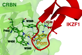 Graphical abstract: Discovery of CRBN as a target of thalidomide: a breakthrough for progress in the development of protein degraders