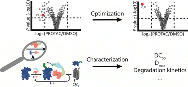 Graphical abstract: PROTAC degraders as chemical probes for studying target biology and target validation